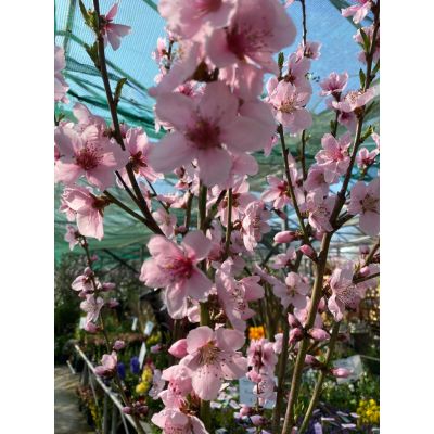 Prunus Persica Independence (Nectarine Tree) - image 3