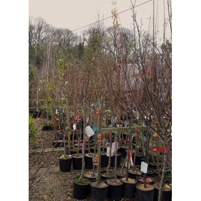 Prunus Persica Snow Queen (Nectarine Tree)