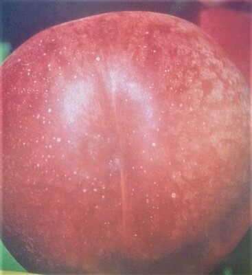 Prunus Persica Venus Polpa Gialla - (Nectarine Tree)