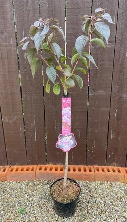 Prunus Royal Burgundy (Cherry Tree) - 1/4 standard 3L- 60cm clear stem