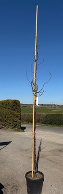 Prunus Serrula (Red Bark Cherry Tree) - 25L- 150cm clear stem