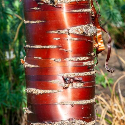 Prunus Serrula (Red Bark Cherry Tree) - 35L- 175cm clear stem