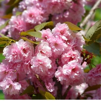 Prunus Serrulata Kanzan Cherry Tree Std L Cm Clear Stem Windlestone Nursery