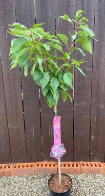 Prunus serrulata Kanzan (Cherry Tree) - 1/4 standard 3L- 60cm clear stem