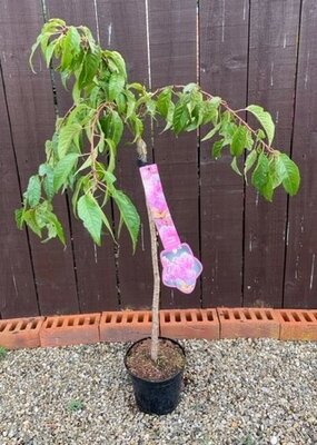 Prunus serrulata Kiku-Shidare-Zakura (Cherry Tree) - 1/4 standard 3L- 60cm clear stem