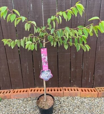 Prunus subhirtella Autumnalis Rosea (Cherry Tree) - 1/4 standard 3L- 60cm clear stem