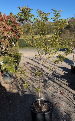 Prunus subhirtella Autumnalis Rosea (Cherry Tree) 18L