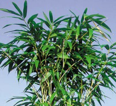 Pseudosasa Metake (Japonica) Bamboo - 18L - 125cm