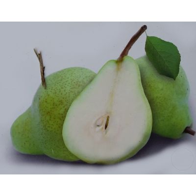 Pyrus Communis Beurre Alexandre Lucas Dwarf (Pear Tree)