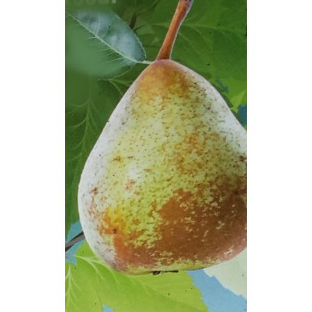 Pyrus Communis Dwarf (Pear Tree) - image 2