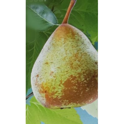 Pyrus Communis Dwarf (Pear Tree) - image 2