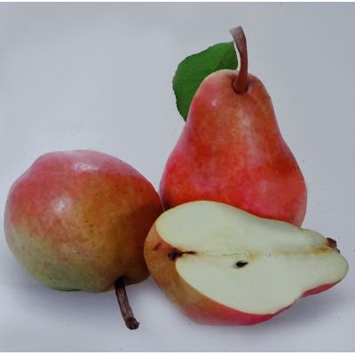 Pyrus Communis Gieser Wildeman Dwarf (Pear Tree)