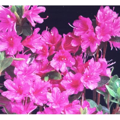 Azalea  'Amoenum'  2L