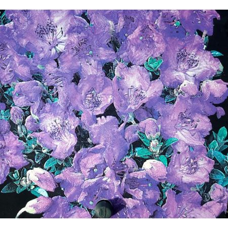 Rhododendron Calostrotum Keleticum 2L - image 2