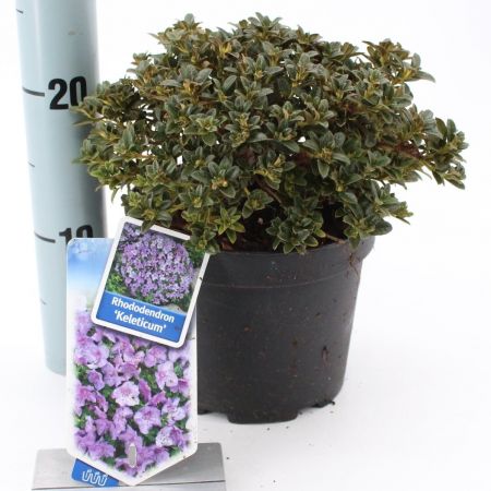 Rhododendron Calostrotum Keleticum 2L - image 1