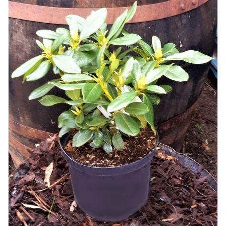 Rhododendron Hybride 'Cunningham's White' 5L - image 2