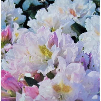 Rhododendron Hybride 'Cunningham's White' 5L