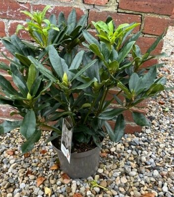 Rhododendron 'Madam Masson 5L