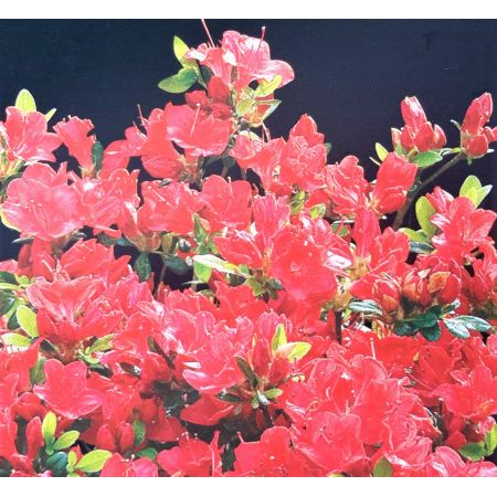 Azalea  'Marilee'  2L