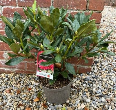 Rhododendron Nova Zembla - 5L