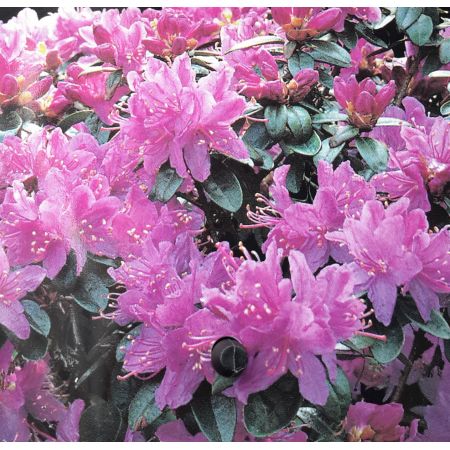 Azalea 'Purpurkissen'  2L