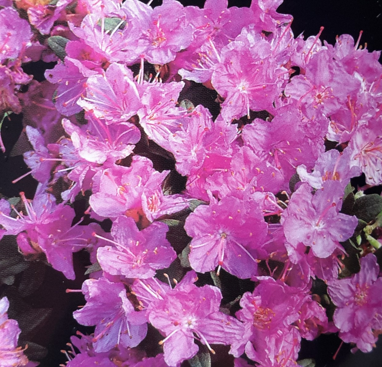 Rhododendron 'Ramapo' 2L Windlestone Nursery & Garden Centre in