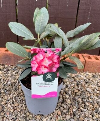 Rhododendron Yakushimanum 'Fantastica' 2L