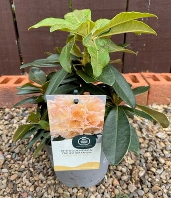 Rhododendron Yakushimanum 'Golden Torch' 2L