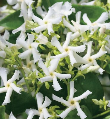 Rhyncospermum jasminoides (Jasmine) - On frame 120cm x 80cm