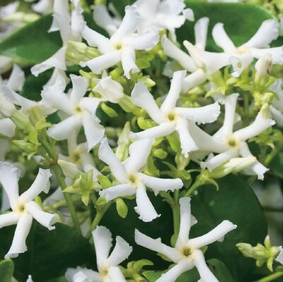 Rhyncospermum jasminoides (Jasmine) - 'Umbrella' High Std - 55L  - 190cm - image 2