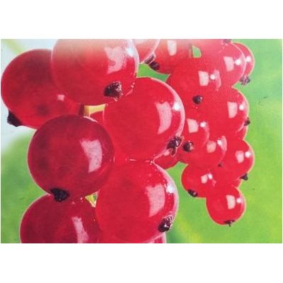 Ribes Jonkheer van Tets - Red Currant - 2L