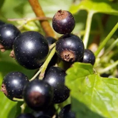 Ribes Nigrum Titania - (Blackcurrant) 2L