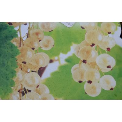 Ribes Rubrum White Pearl 2L (White currant)