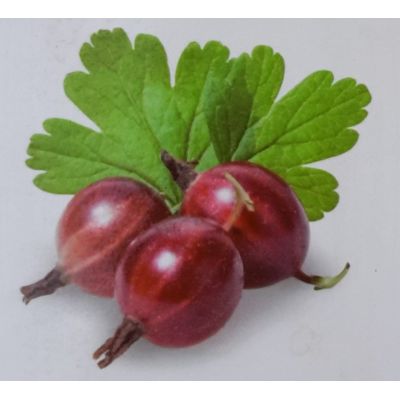 Ribes Uva-Crispa Hinnonmaki Red 2L (Gooseberry)