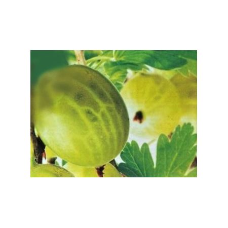 Ribes Uva-Hinnonmaki -Green - 2L (Gooseberry) - image 1