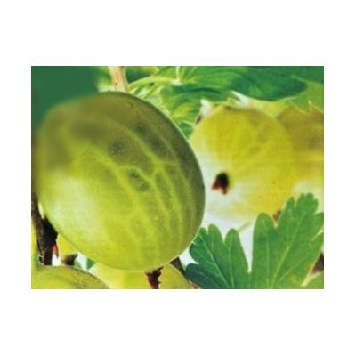 Ribes Uva-Hinnonmaki -Green - 2L (Gooseberry) - image 1