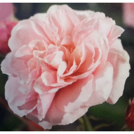 Rose 'Aladdin' 'Palace' 3L