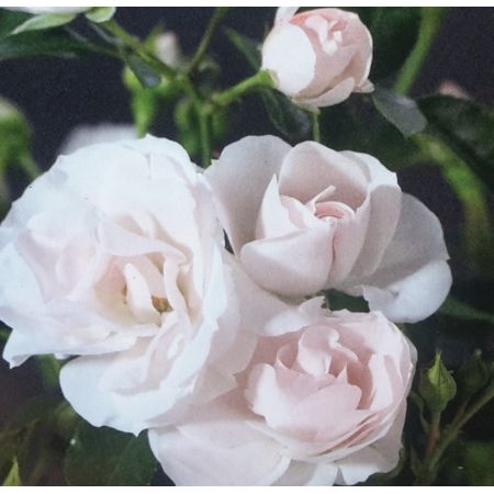 Rose 'Aspirin Rose' 3L