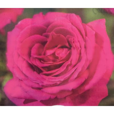 Rose 'Big Purple' 3L