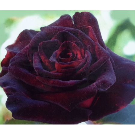 Rose 'Black Baccara' 3L