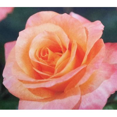 Rose 'Britannia' 3L