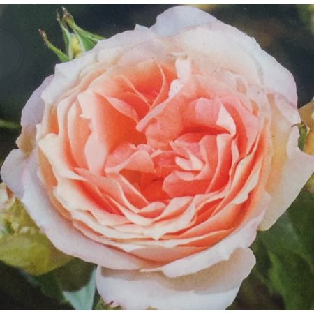 Rose 'Caerphilly Castle' 3L