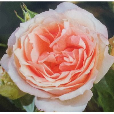 Rose 'Caerphilly Castle' 3L