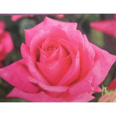 Rose 'Criterion' 3L