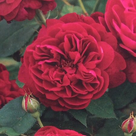 Rose 'Darcy Bussel' -2L