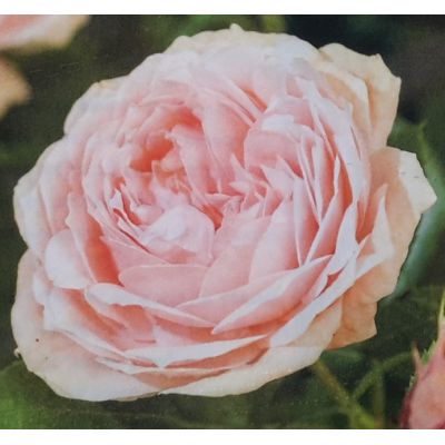 Rose 'Garden of Roses' 3L