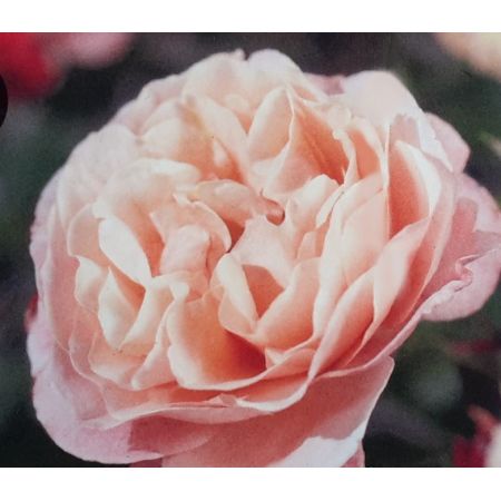 Rose 'Marie Curie' 3L