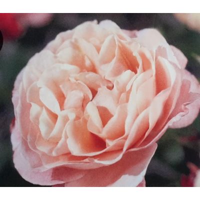 Rose 'Marie Curie' 3L