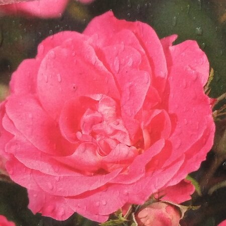 Rose 'Melrose' - 2L