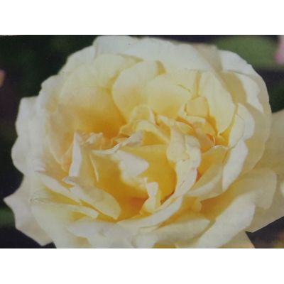 Rose 'Peace' 3L